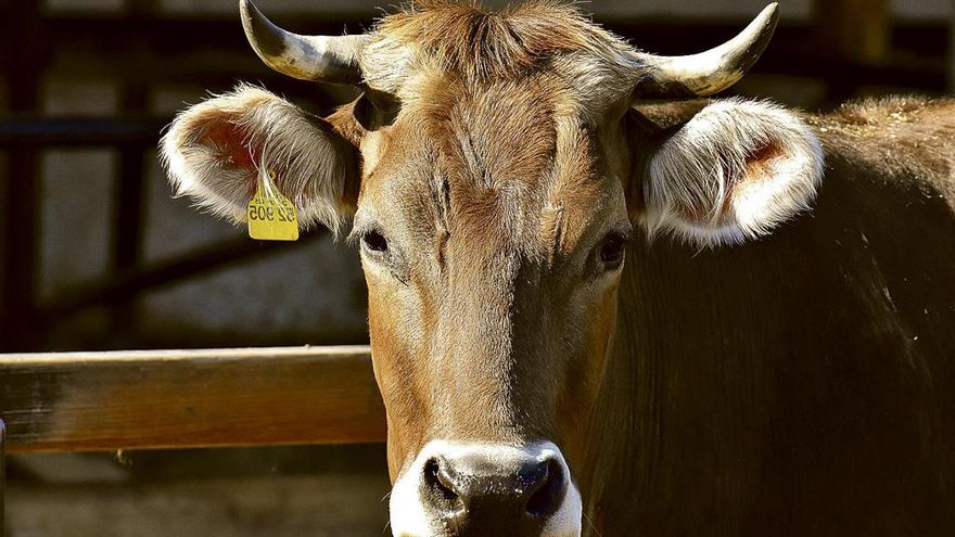 Una vaca "roxa".