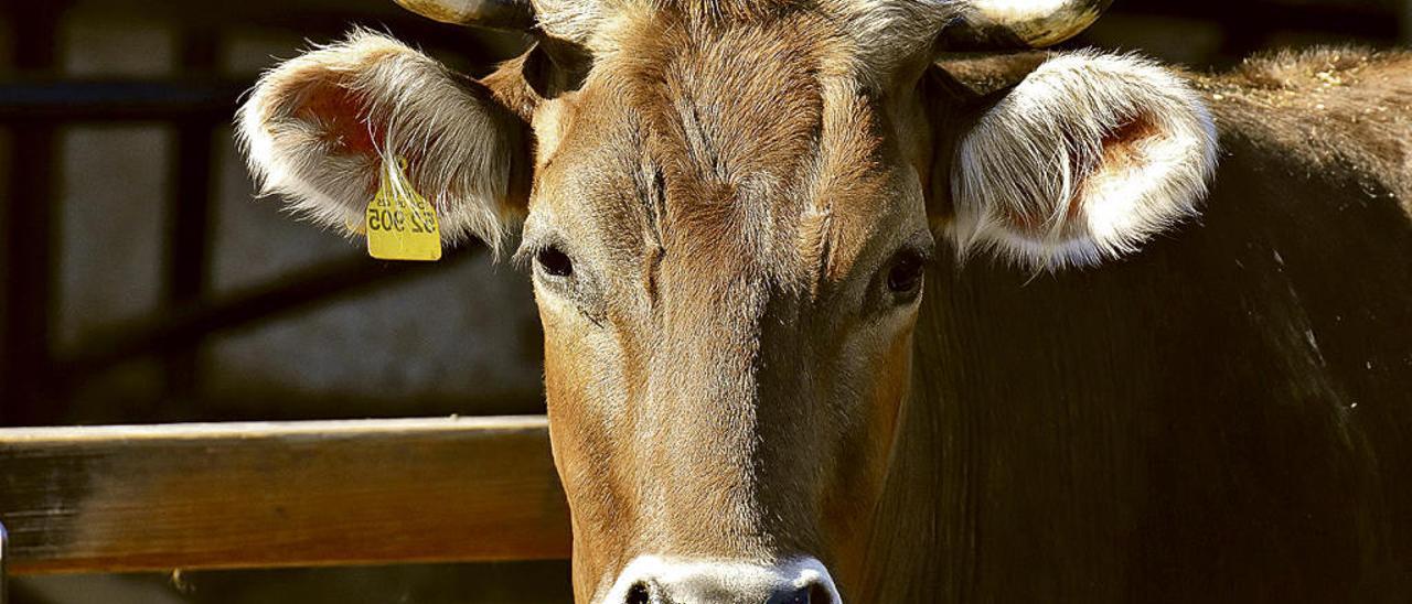 Una vaca &quot;roxa&quot;.