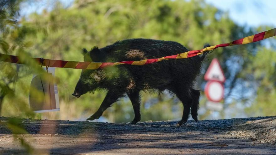 Un jabalí andando por la sierra de Collserola.