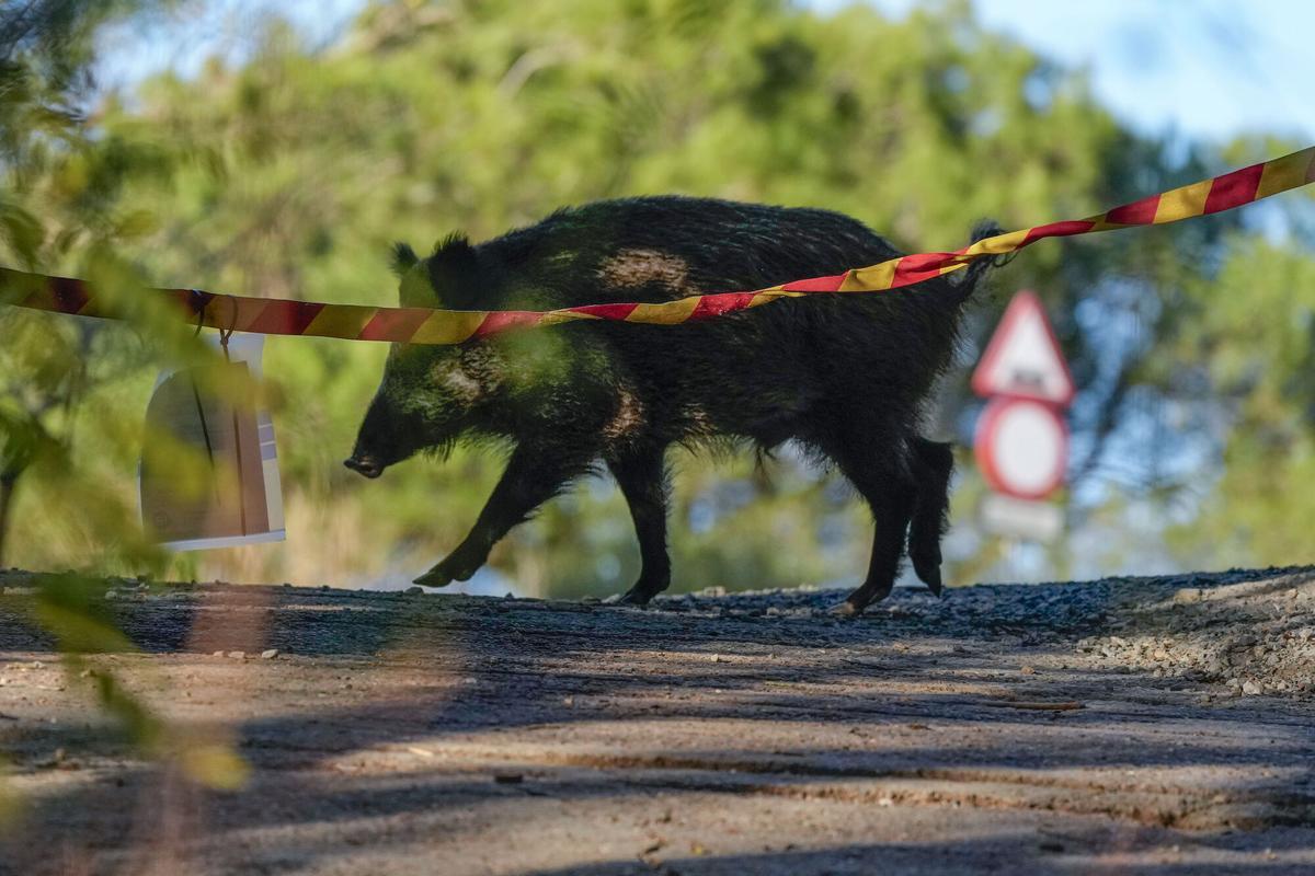 Un jabalí andando por la sierra de Collserola.