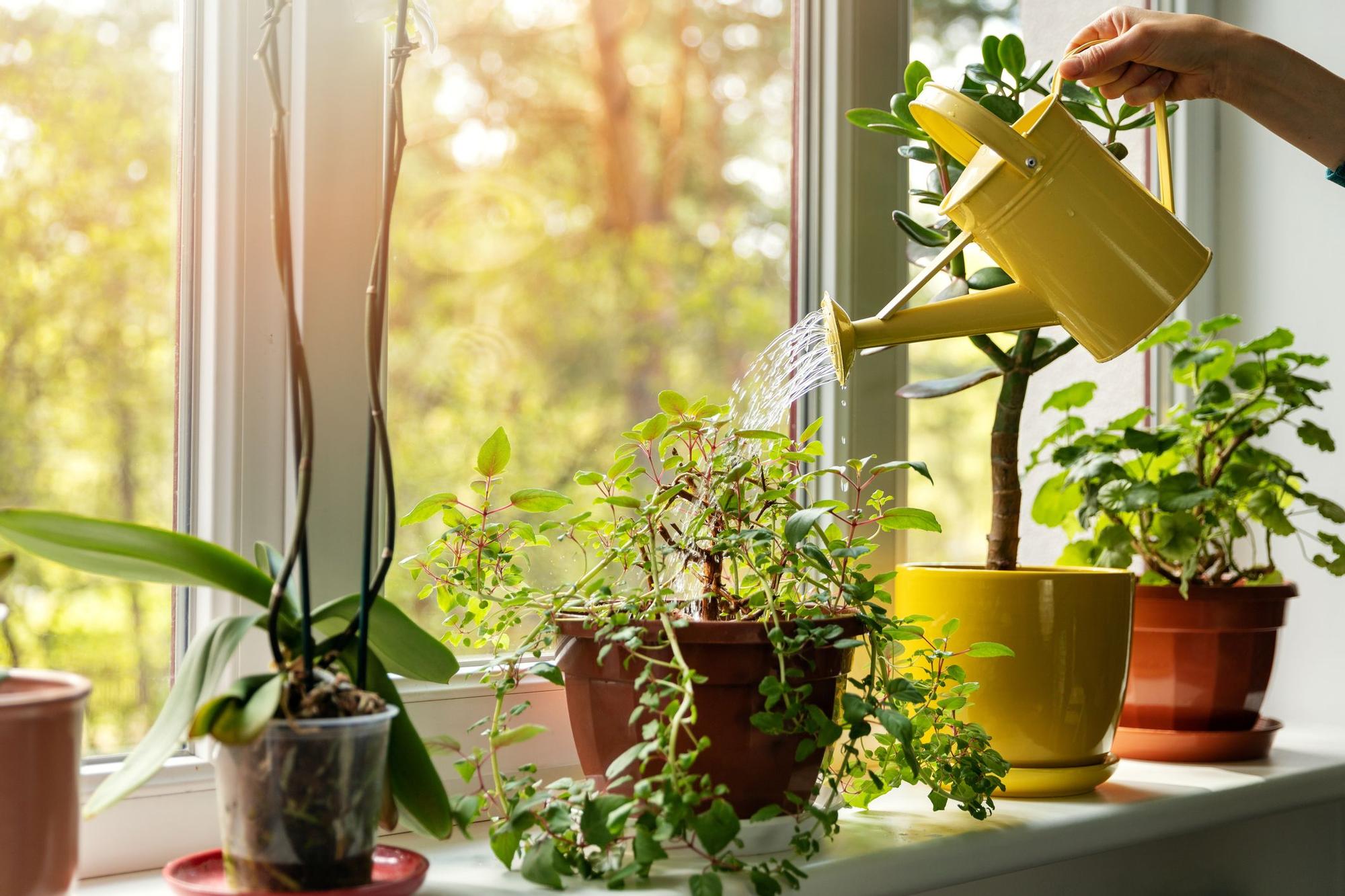 Las altas temperaturas pueden ser letales para las plantas