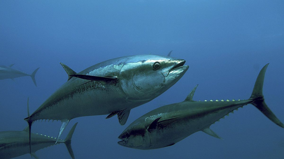 Ejemplares de atún rojo en el Mediterráneo