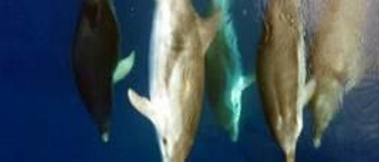Avistan la mayor manada de delfines de los últimos años frente a Cullera