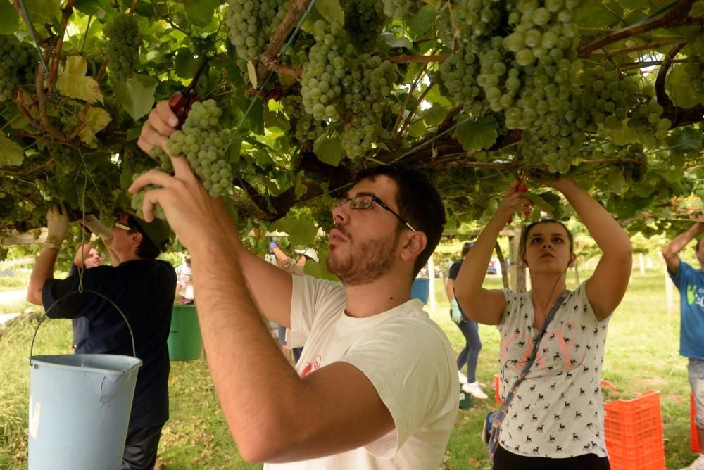 Arranca la vendimia en Pazo Baión