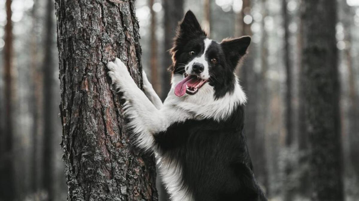 Estas son las cinco mejores razas de perros medianos.