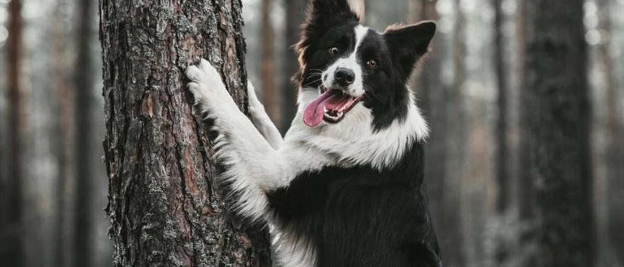 Estas son las cinco mejores razas de perros medianos