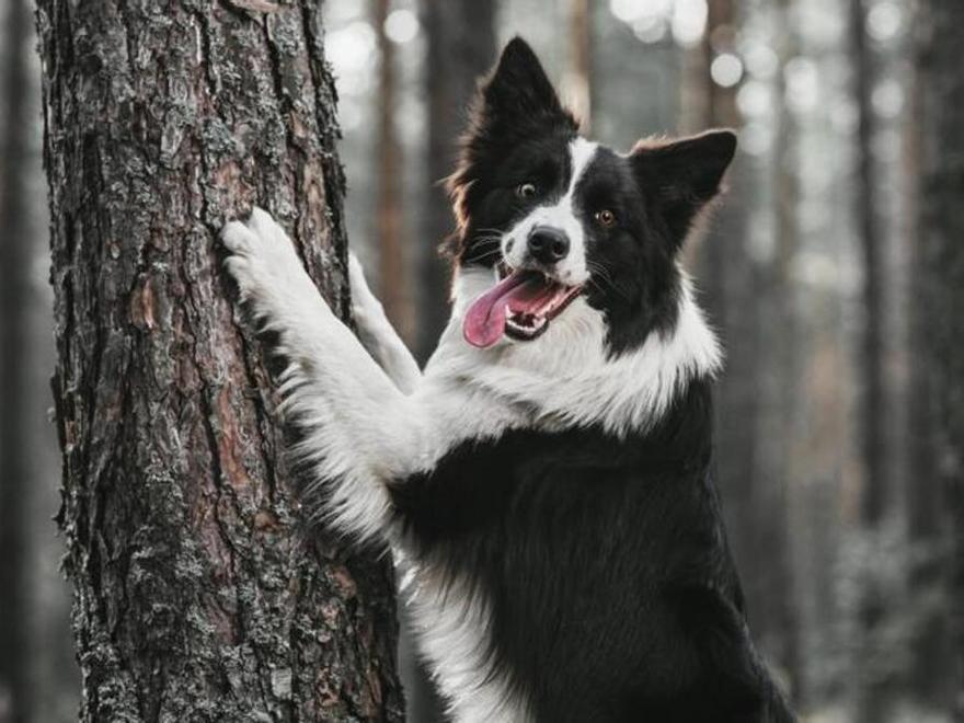 Estas son las cinco mejores razas de perros medianos