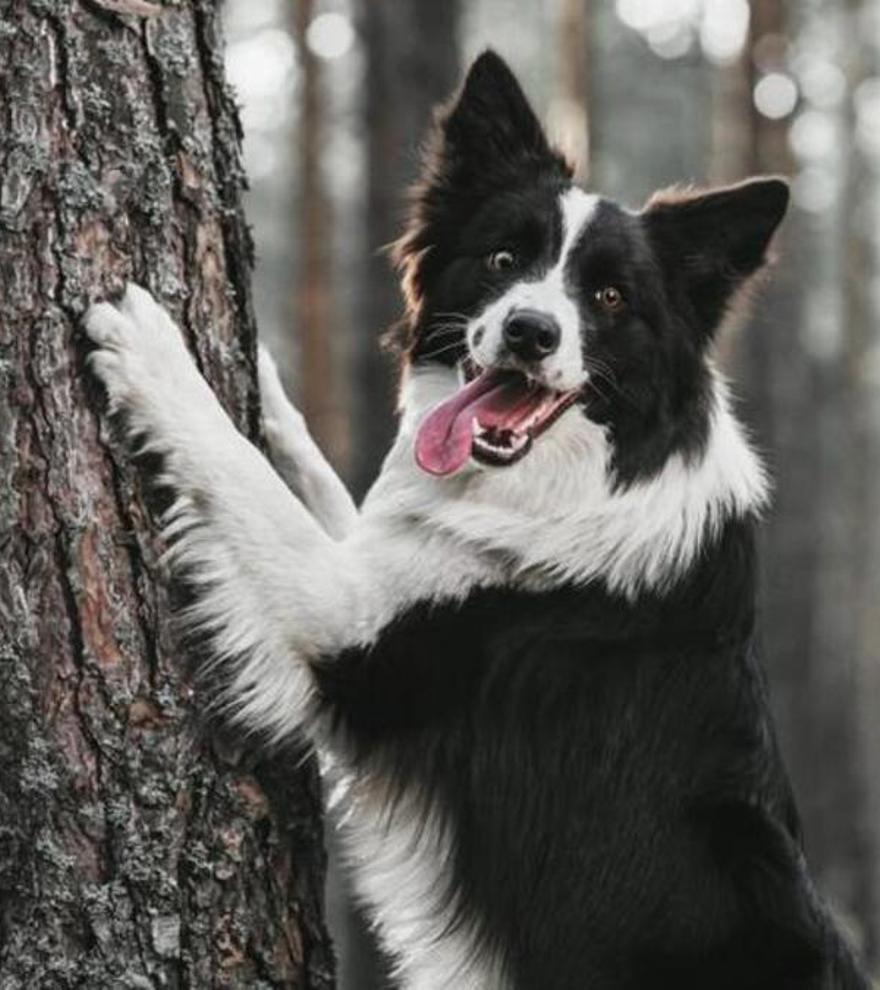 Estas son las cinco mejores razas de perros medianos