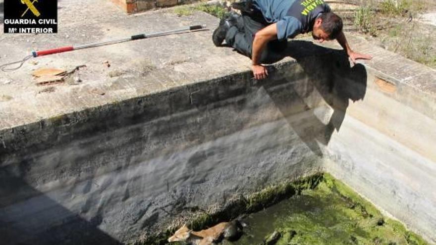 El Seprona rescata un zorro herido en una balsa de riego