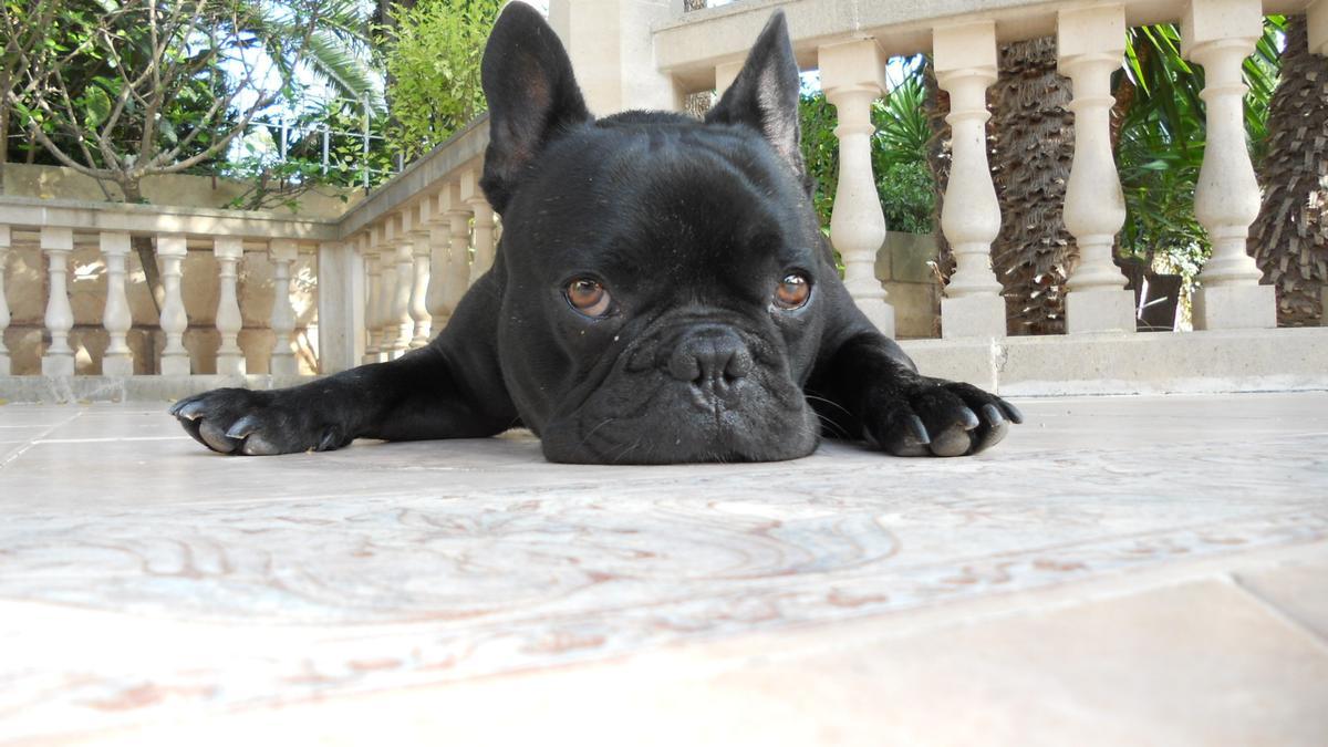 Die französische Bulldogge (Anton) war für die Auswanderer wie ihr Kind.