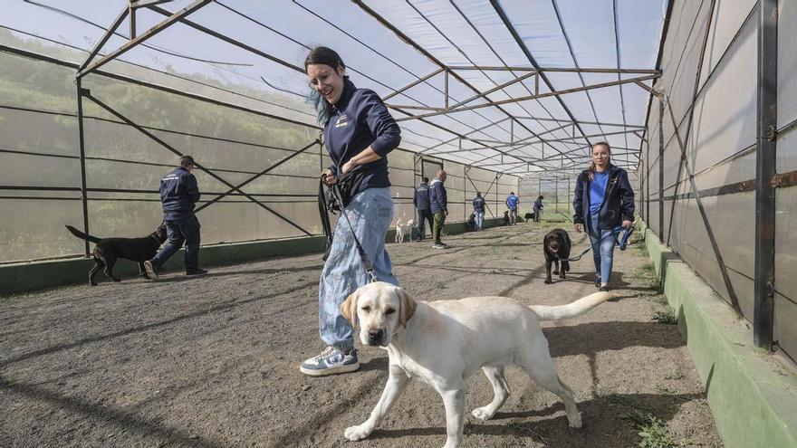 Los diez asistentes de Pávlov: Canarias forma a la primera 'camada' de instructores para perros de servicio