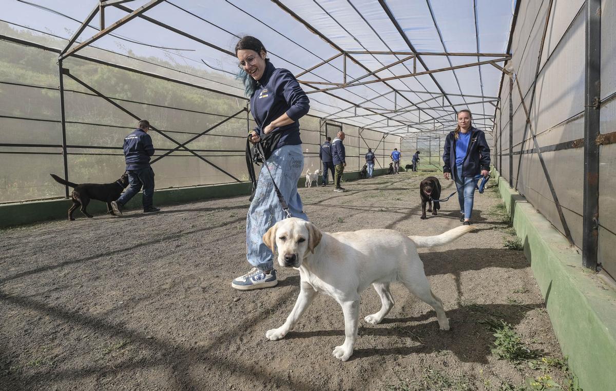 Formación de instructores de perros de asistencia en el municipio de Telde