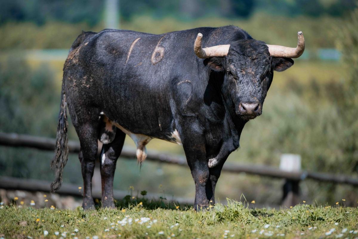 Los toros de La Quinta reseñados para su regreso a la Feria de Fallas