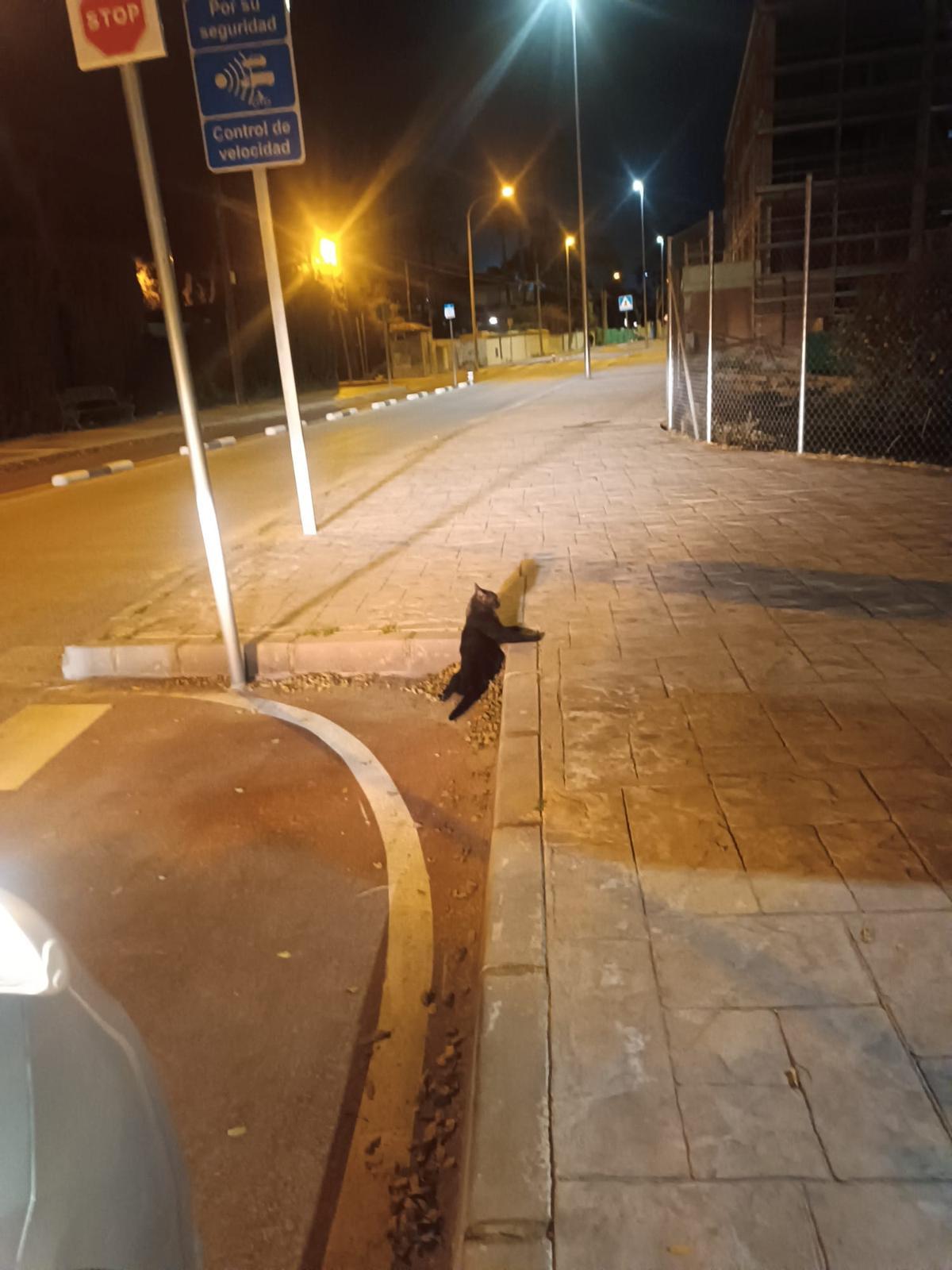 Imagen de la gata donde apareció herida.