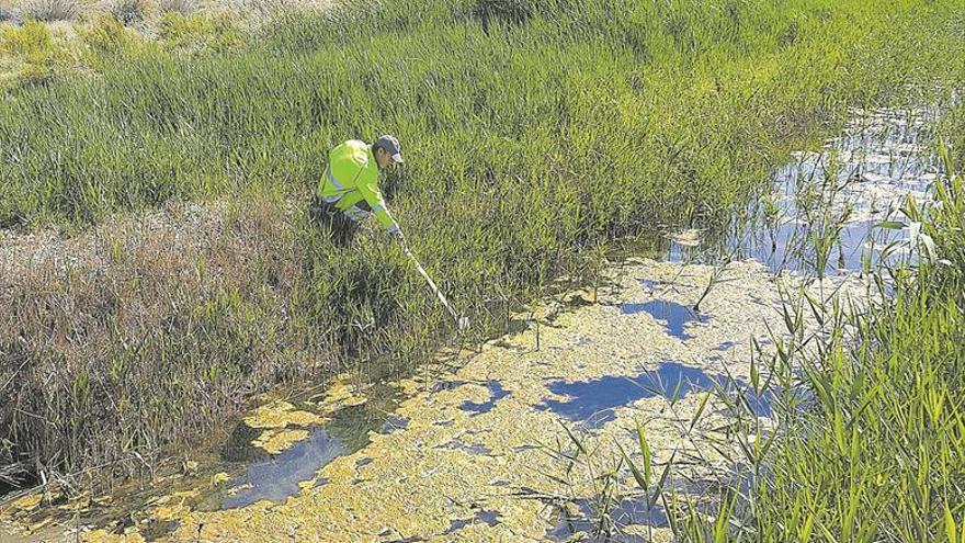 Lokímica, la mejor elección para poner freno al mosquito tigre