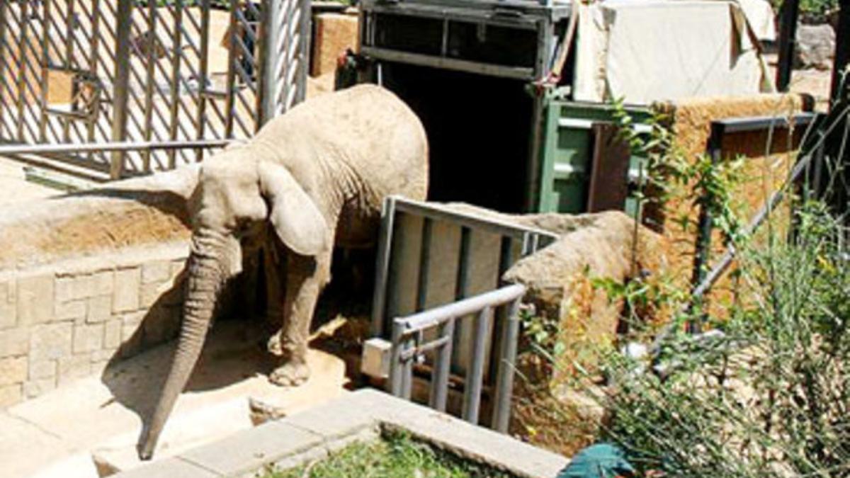 La elefanta 'Yoyo' entra en la instalación del zoo de Barcelona preparada para ella.