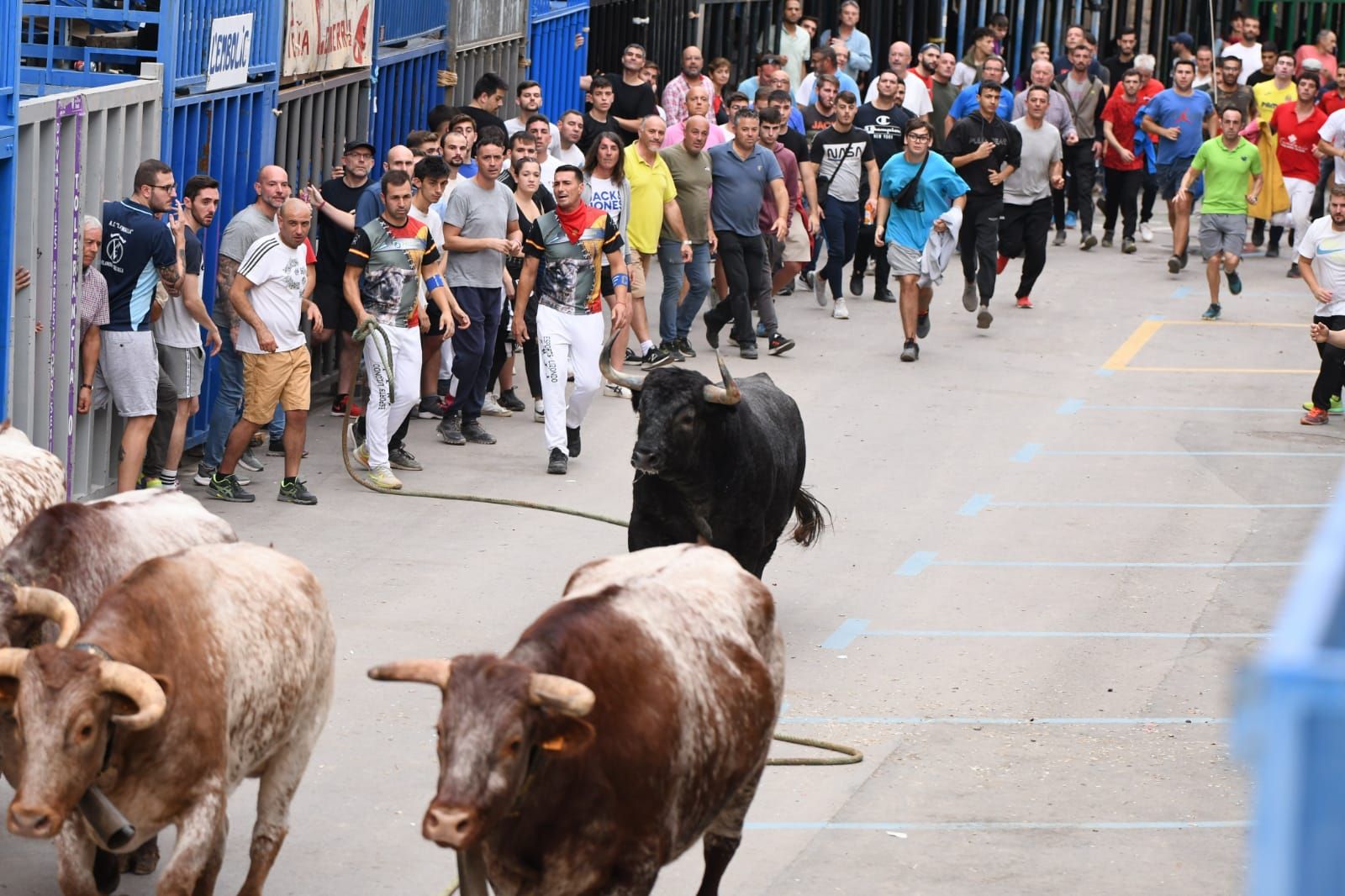 Exhibición de cuatro toros de Partida Resina en Onda