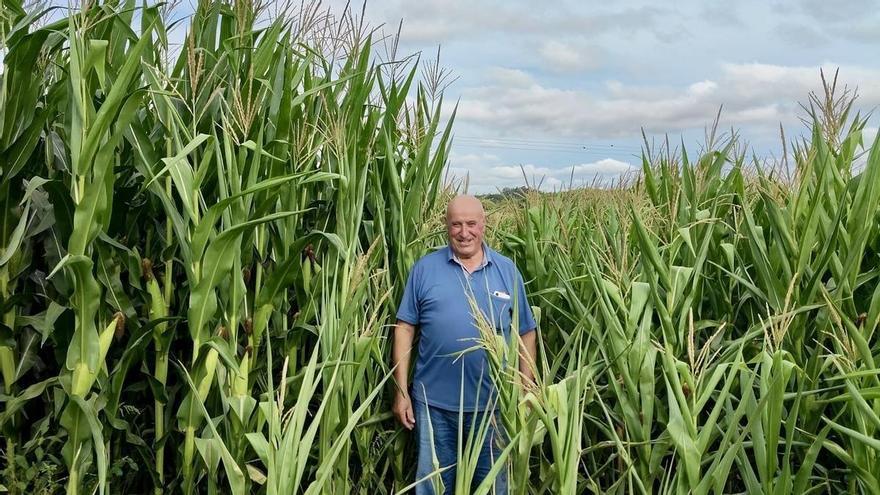 «Parece que han quemado las plantas con un soplete»: así golpea la sequía al maíz gallego y eleva el coste de alimentar a las vacas