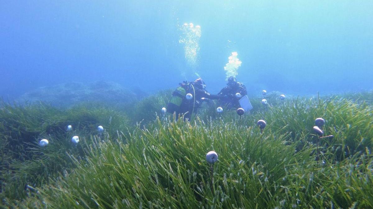 Pradera de posidonia en la costa de Ibiza.