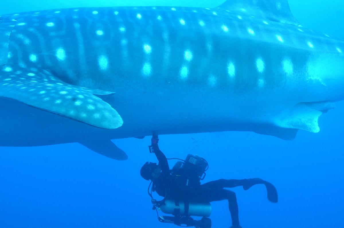 Un submarinista, con un tiburón, en una imagen de archivo.