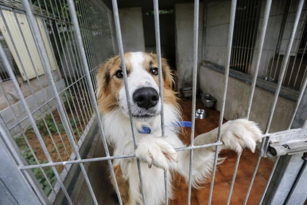 El abandono de perros se dispara por el verano