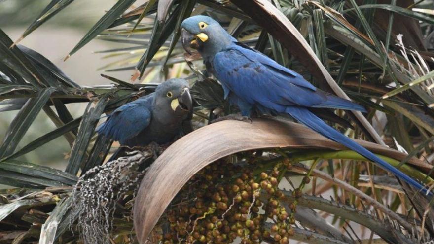 Nacen dos ejemplares de guacamayo de Lear en el Loro Parque Fundación