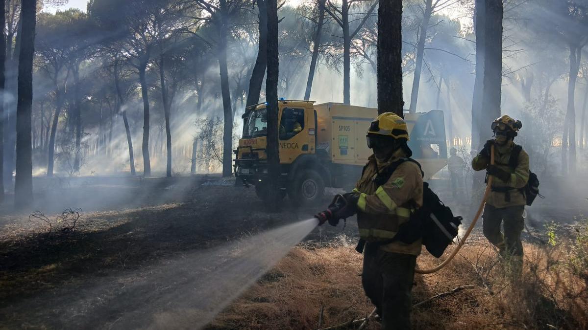 Bomberos en una zona de pinares.