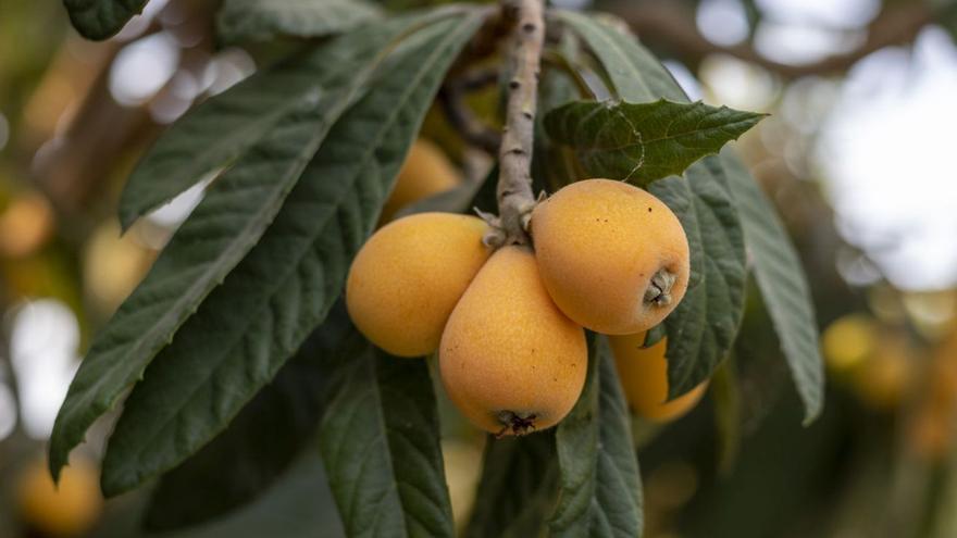 Níspero, una fruta del otro lado del mundo