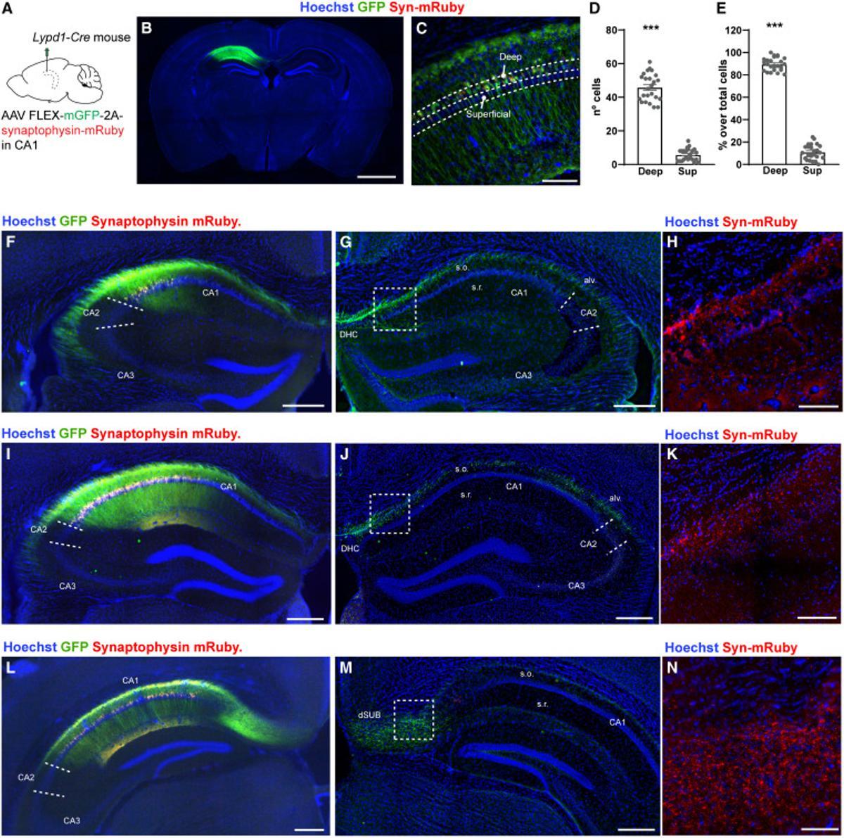 Gráficos del estudio del Instituto de Neurociencias de la UMH de Elche y el CSIC