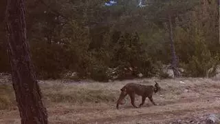 El Govern, tras el hallazgo de 'Secreto': "El lince ibérico es una especie autóctona en Catalunya"
