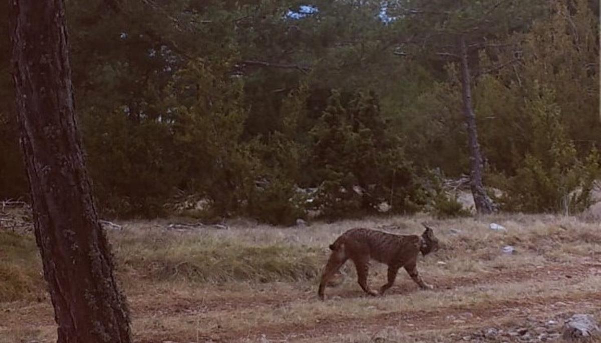 El ejemplar de lince ibérico detectado en Catalunya. El ejemplar de lince ibérico detectado en Catalunya.