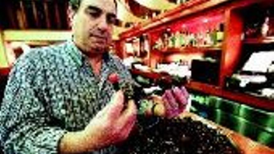 Los últimos percebes sanos