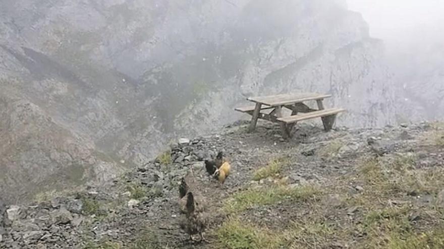 Gallinas en el refugio Collado Jermoso, en los Picos de Europa, entre los copos de nieve.