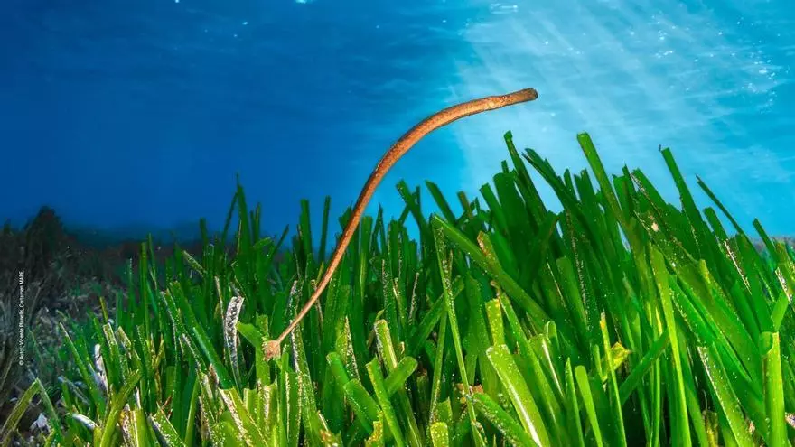 Liberan 55 peces pipa en el mar en Baleares en un proyecto de conservación
