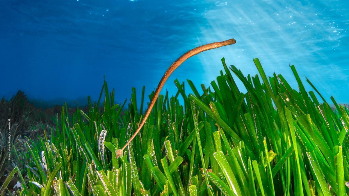 Liberan 55 peces pipa en el mar en Baleares en un proyecto de conservación