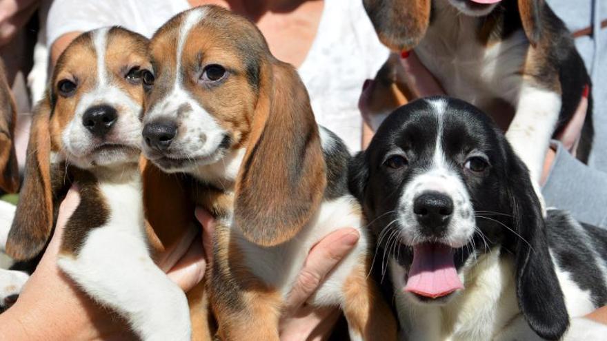 Cachoros de Beagle.