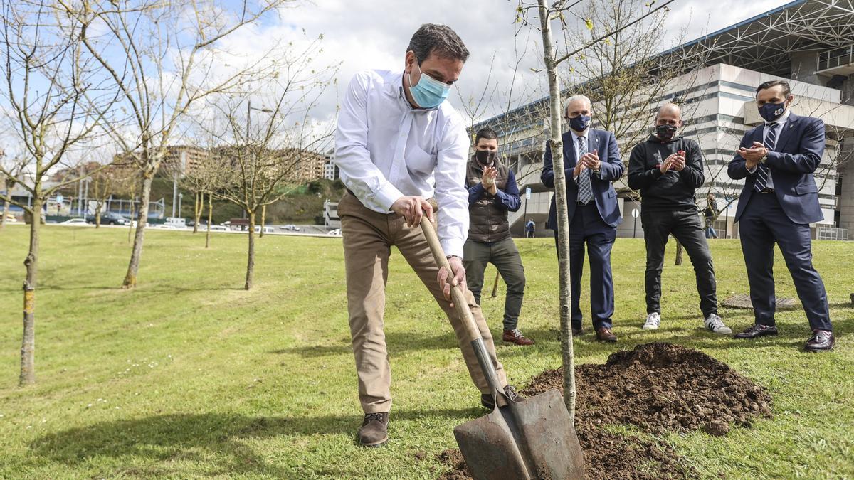 Luis Antuña, plantando el árbol ayer en el Tartiere