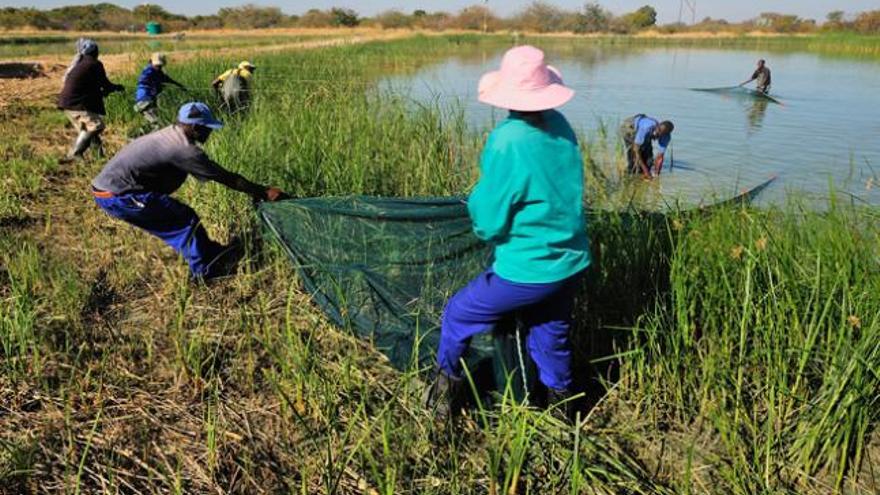 Trabajadores realizan labores en un estanque para la cría de tilapia en Namibia, un proyecto de cooperación de los investigadores del GIA de la ULPGC.  | daniel montero / gia