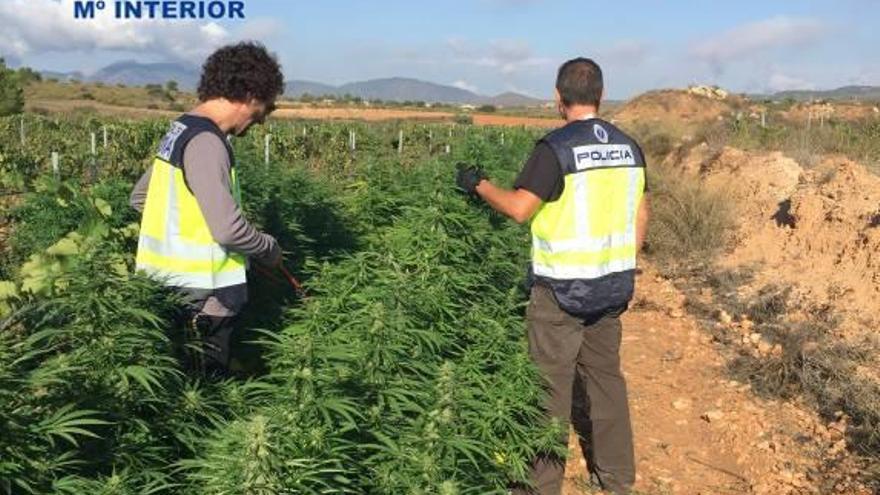 Un caso de violencia machista destapa una plantación de marihuana en Carlet