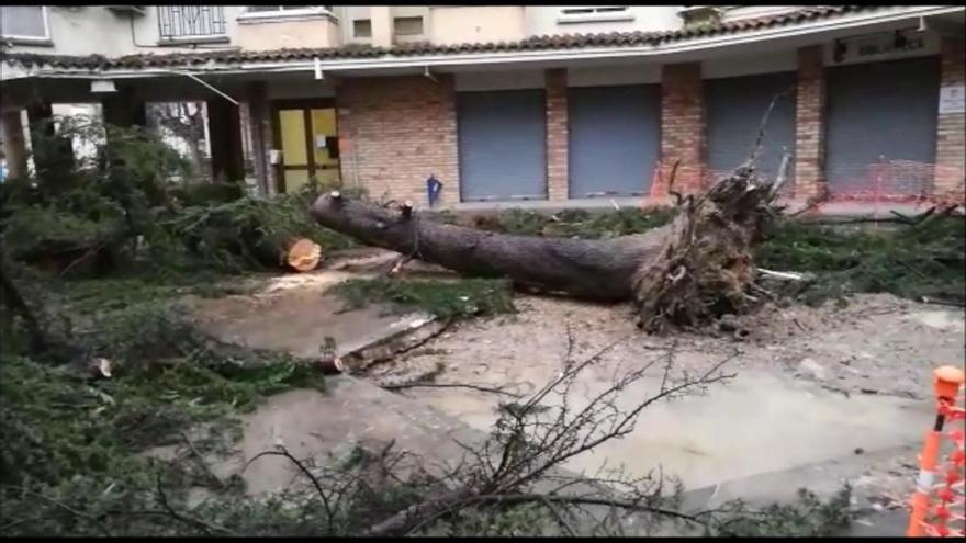 La pluja fa caure un gran arbre a la Font dels Capellans