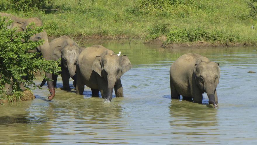 Elefants que creuen el riu, al Parc Nacional d´Udawalawe.