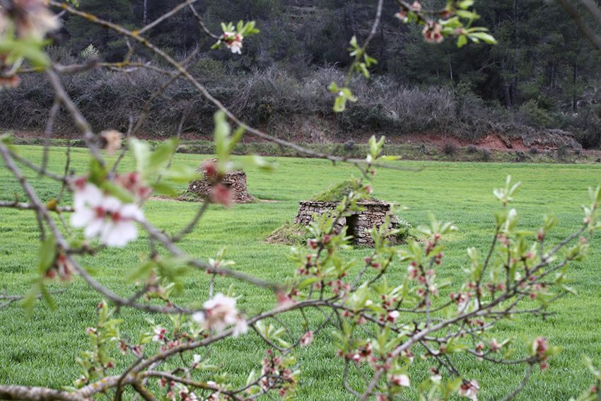 Casetes. Com petites casetes i amb jardí de gespa trobem aquestes barraques de pedra seca anant pel camí de Sant Fruitós a Sant Benet de Bages .