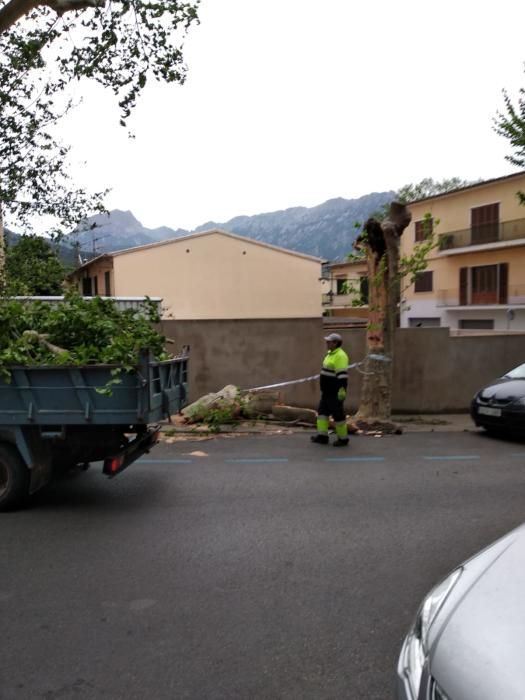 El temporal de viento provoca numerosos inciedentes en Sóller