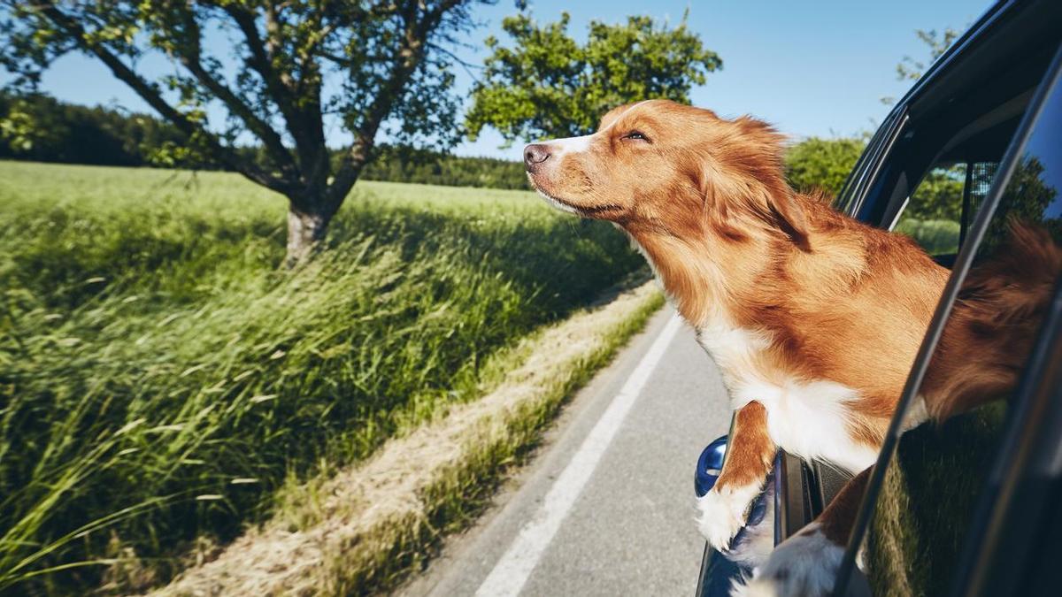 La normativa para viajar con perro en el coche