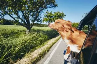 Las normativas que debes cumplir si viajas con tu perro en coche