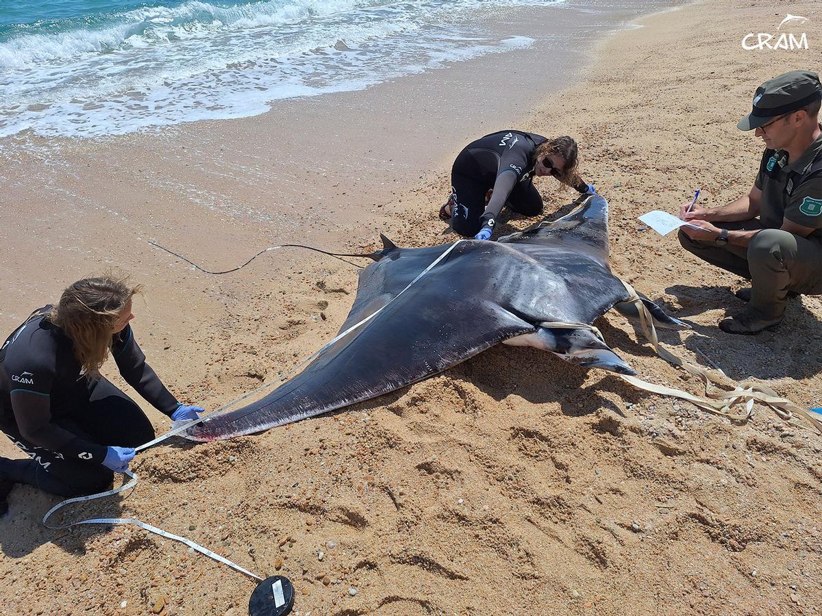 Rescats de fauna marina a la Costa Brava durant l'any passat