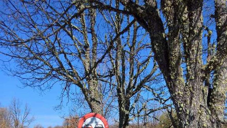 Placas instaladas en un árbol.