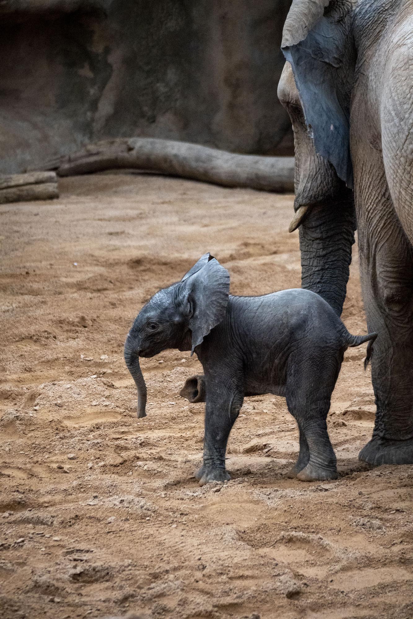 Nace el primer elefante africano en la Comunitat Valenciana