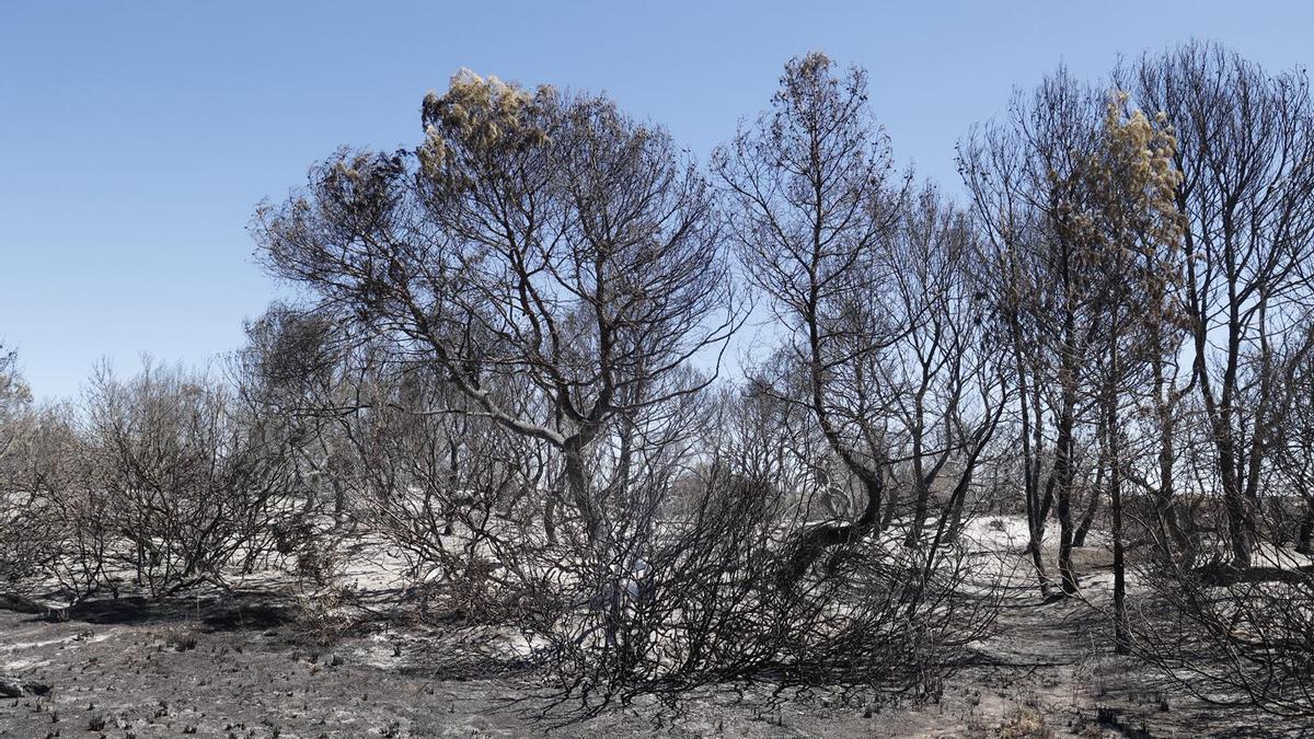 Sábado de trabajos en el incendio del Saler