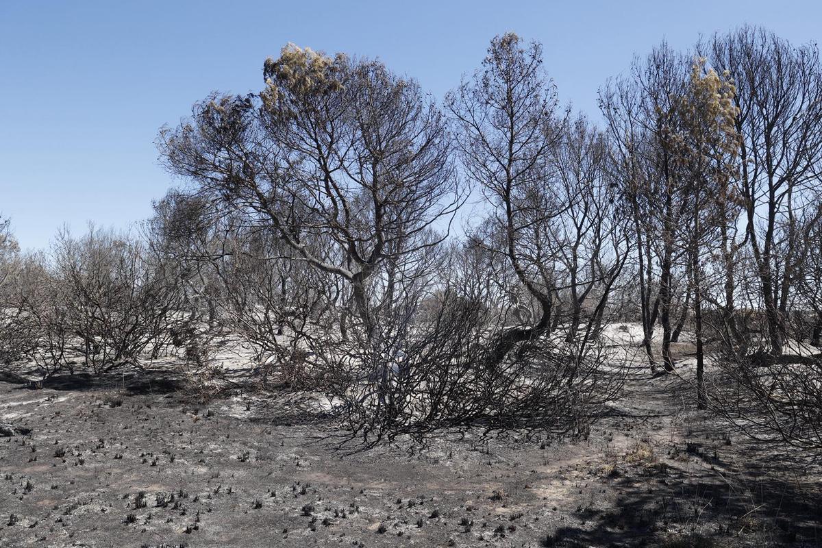 Sábado de trabajos en el incendio del Saler Sábado de trabajos en el incendio del Saler